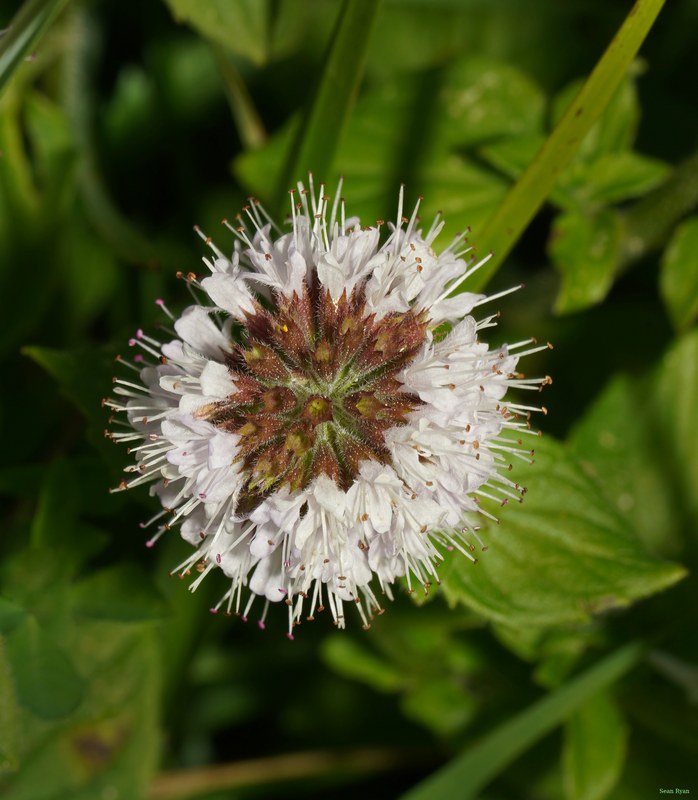 Flowers - SA709310.crop.cropped
