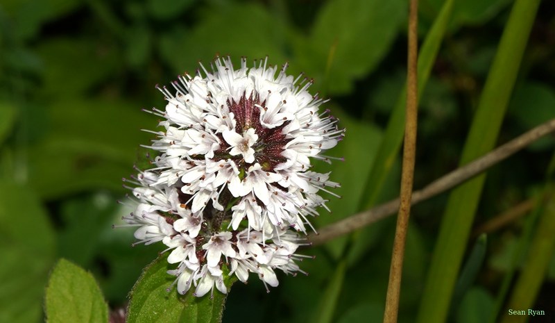Flowers - SA709326.crop.cropped