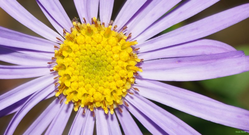 2025-08 - Texel Bees Spiders Bugs And Flowers - SA709100.crop.cropped.more