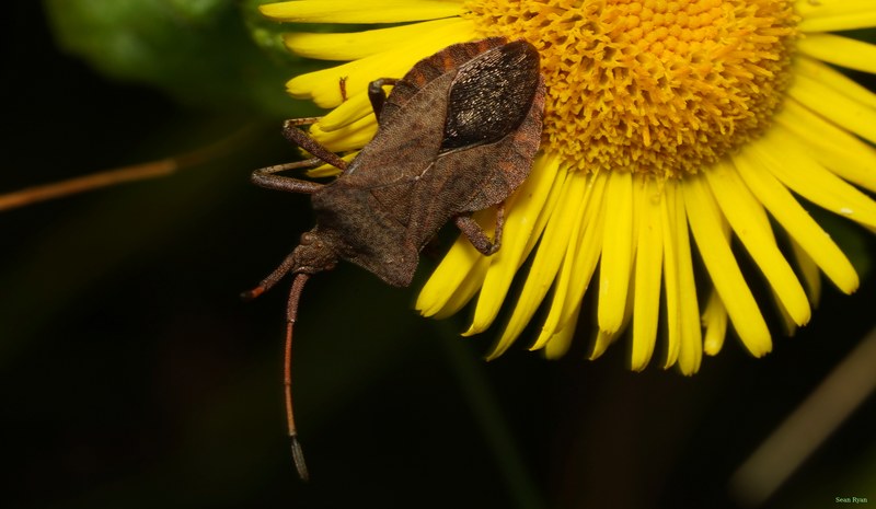 2025-08 - Texel Bees Spiders Bugs And Flowers - cover.SA709307.crop.cropped.more