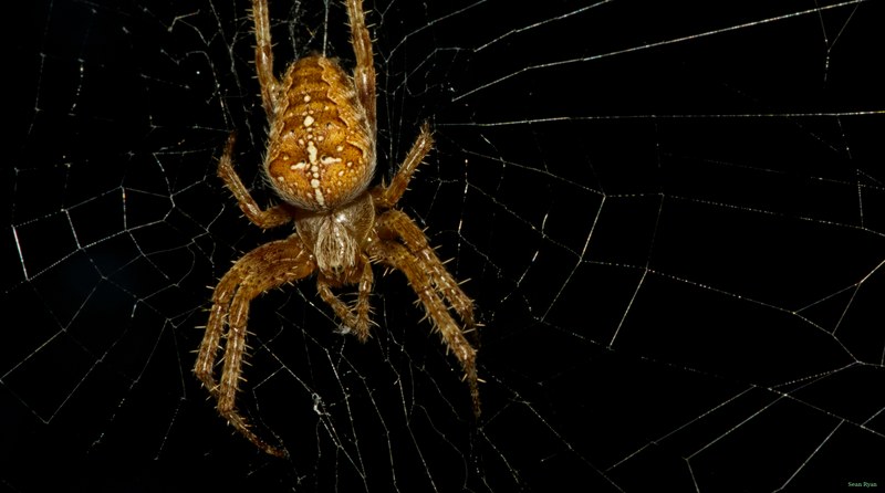 Spiders - SA709072.editted.cropped.2