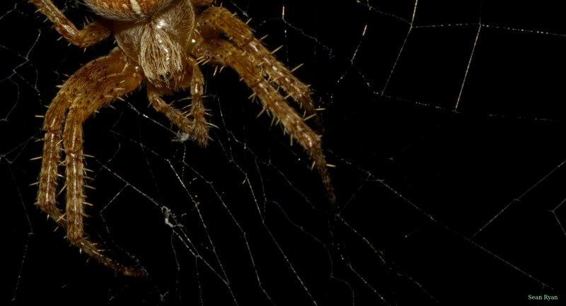 Spiders - SA709072.editted.cropped
