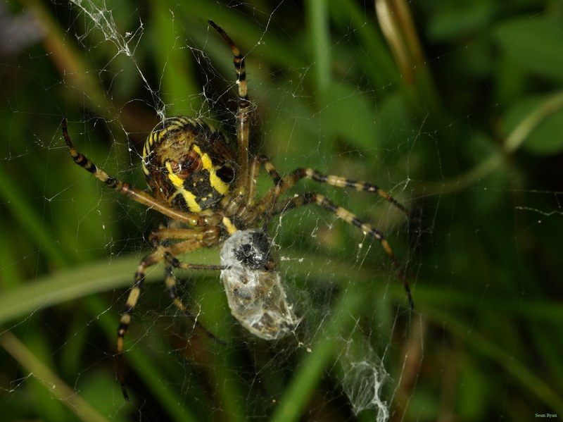 Spiders - SA709292.crop.cropped