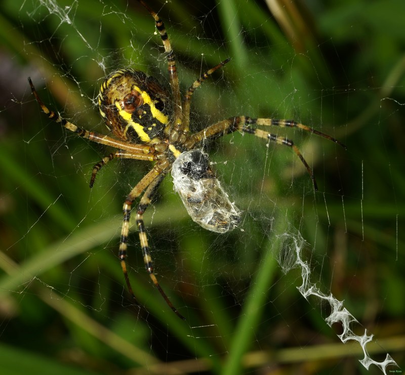 Spiders - SA709294.ok.editted