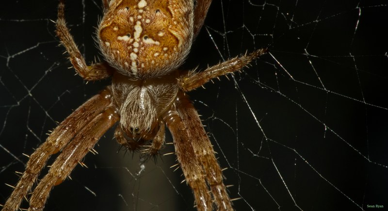 Spiders - cover.SA709069.editted.cropped