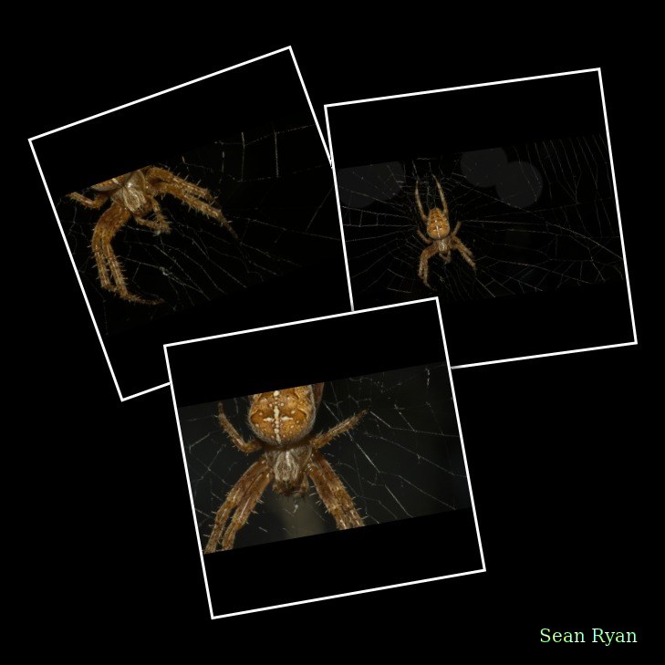 Spiders - Every Day Photos