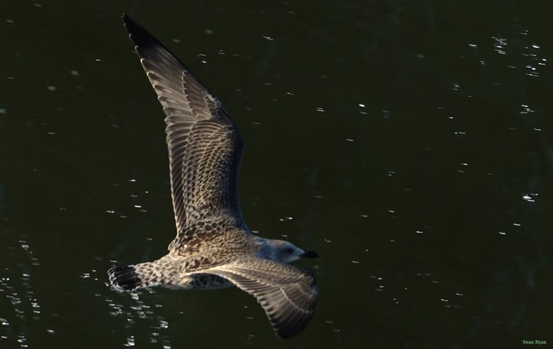 Seagulls On The Wing - RX103015.ok.cropped
