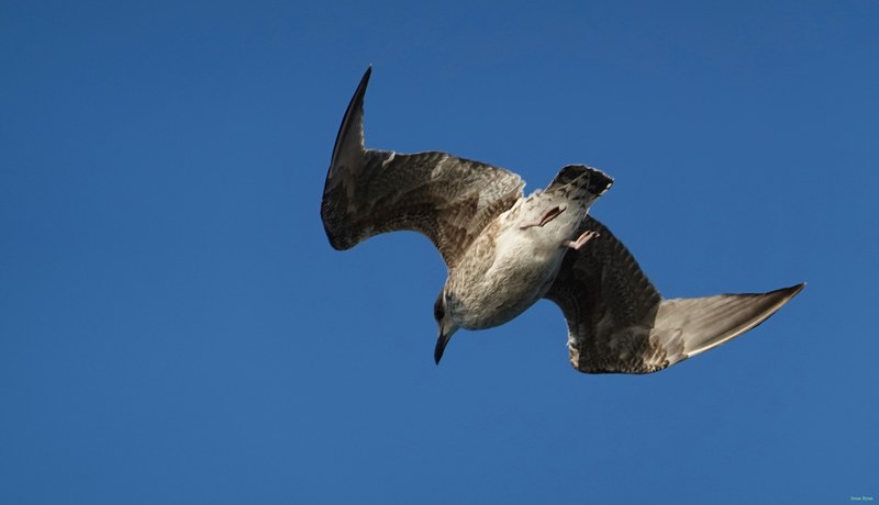 Seagulls On The Wing - RX103043.nice.cropped