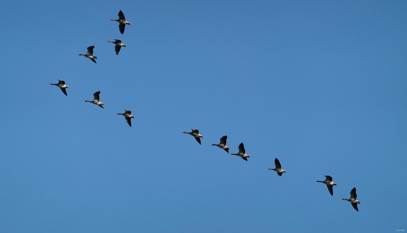 Seagulls On The Wing - RX103074.good.cropped