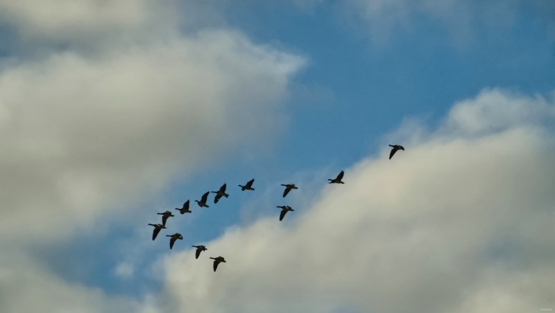 Seagulls On The Wing - cover.RX102793.editted