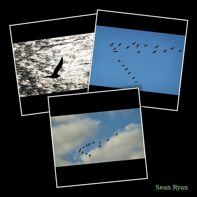 Seagulls On The Wing