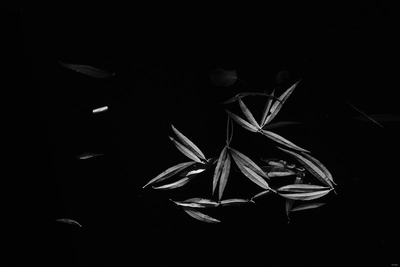 Leaves - Every Day Photos