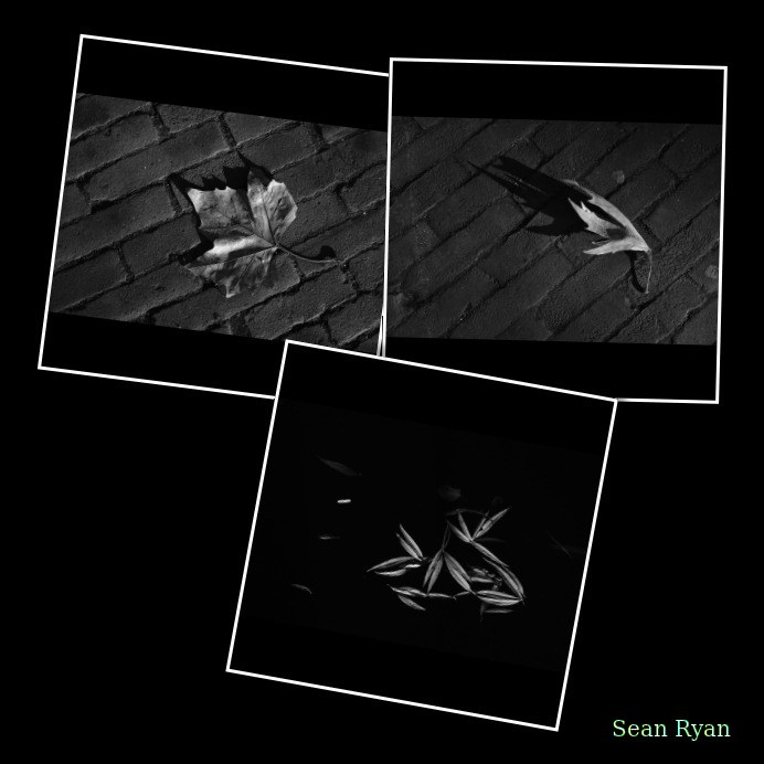 Leaves - Every Day Photos