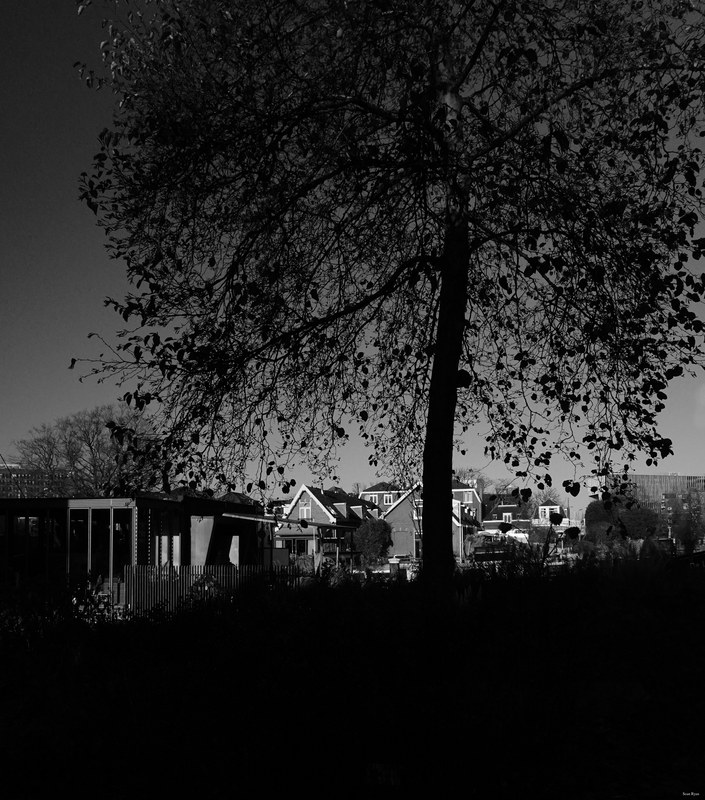 Trees - Every Day Photos