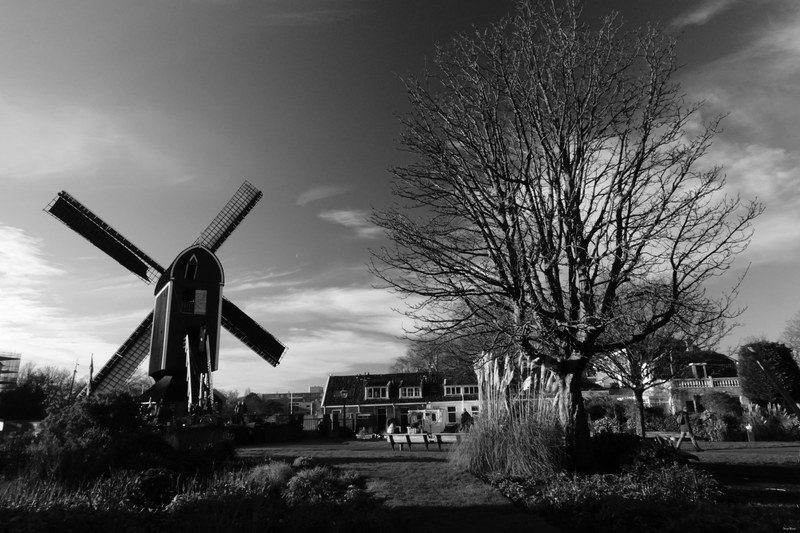 Windmills - RX100154