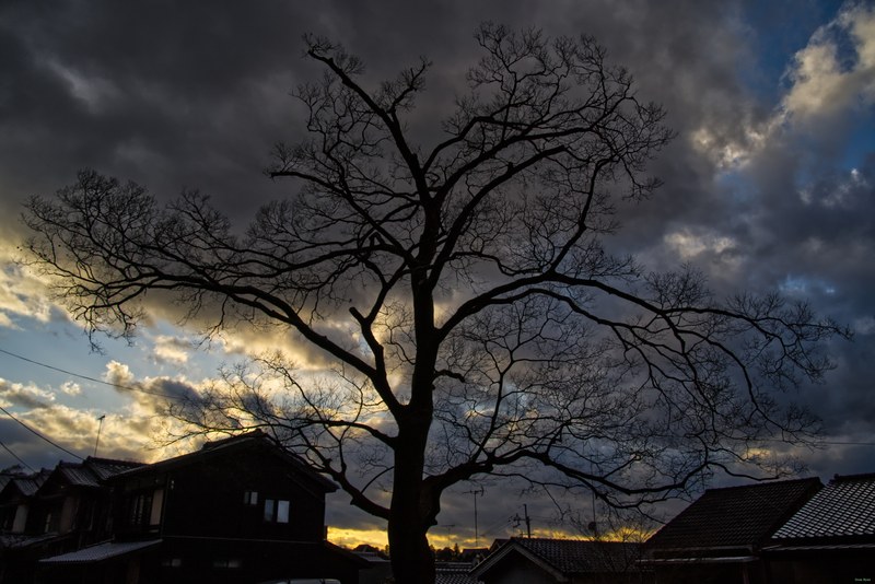Kyoto - Hōnenin Temple And Sunset - SA701583.editted
