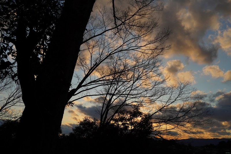 Kyoto - Hōnenin Temple And Sunset - SA701597.nice