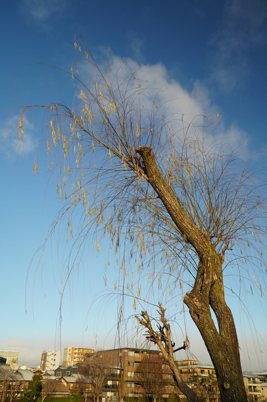 Kyoto - Kamo River By Morning Golden Hour - SA701723.nice