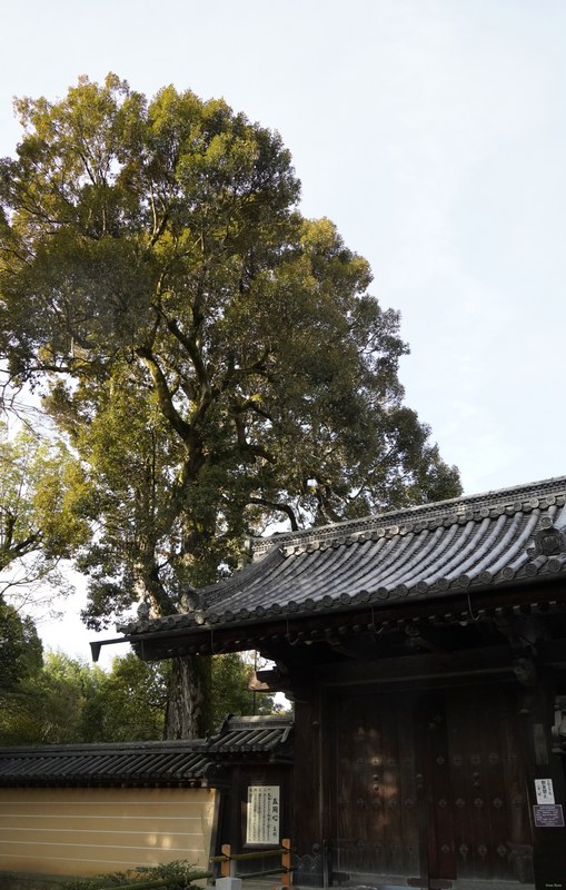 Kyoto - Kinkaku-ji - Golden Pavilion By Morning - SA701362.nice.editted