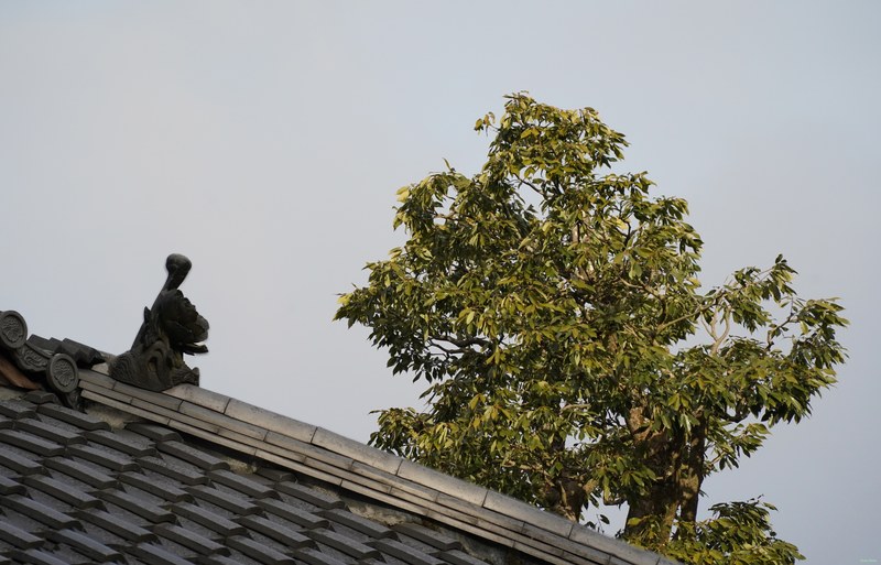 Kyoto - Kinkaku-ji - Golden Pavilion By Morning - SA701365.SA701364.editted