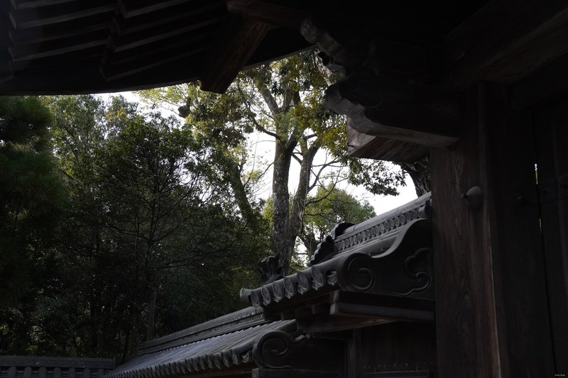 Kyoto - Kinkaku-ji - Golden Pavilion By Morning - SA701366.nice