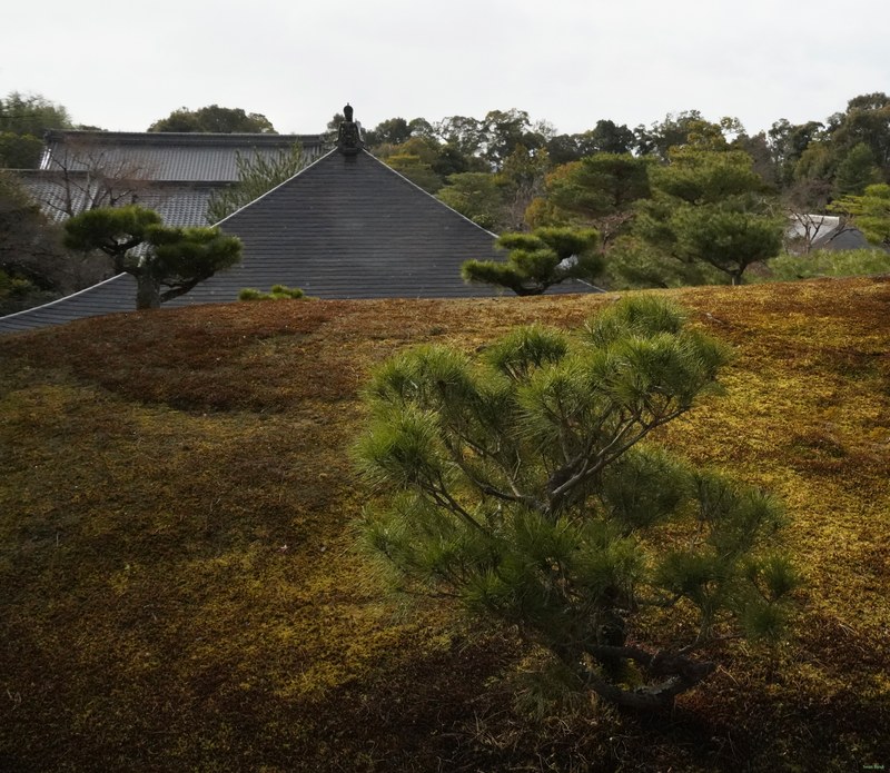 Kyoto - Kinkaku-ji - Golden Pavilion By Morning - SA701406.editted