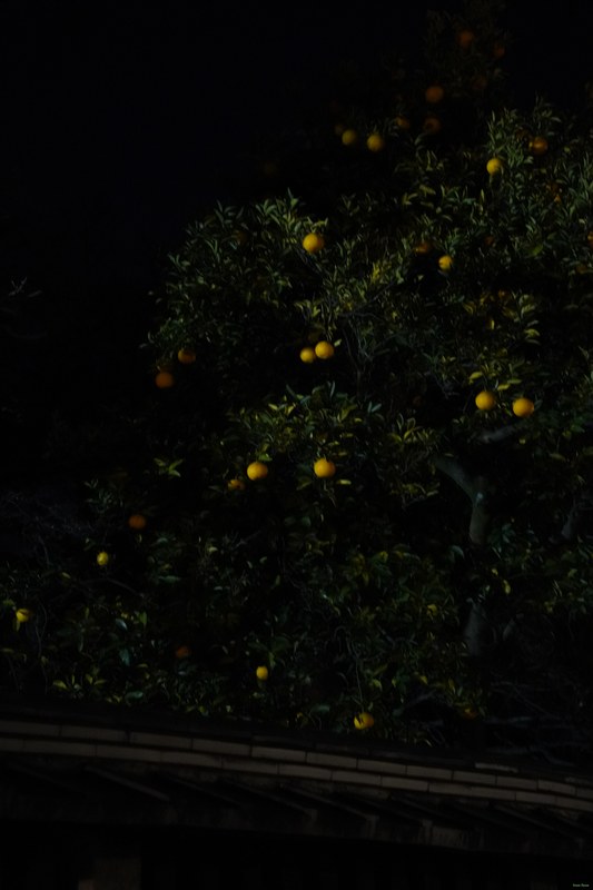 Kyoto - Night Views Of Yasaka Pagoda - SA701151