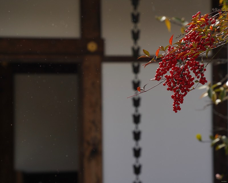 Kyoto - Ninnaji Temple - SA701475.editted