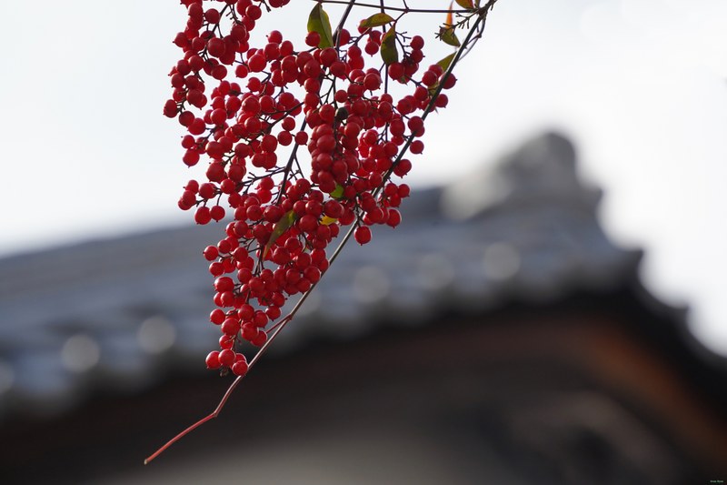 Kyoto - Ninnaji Temple - SA701477.editted