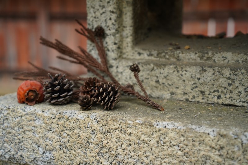 Kyoto - Ninnaji Temple - SA701543.ok