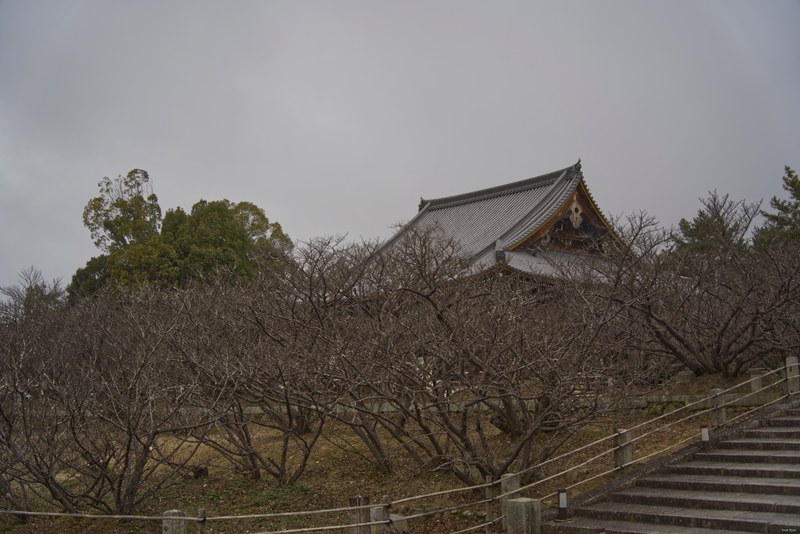 Kyoto - Ninnaji Temple - SA701573.editted