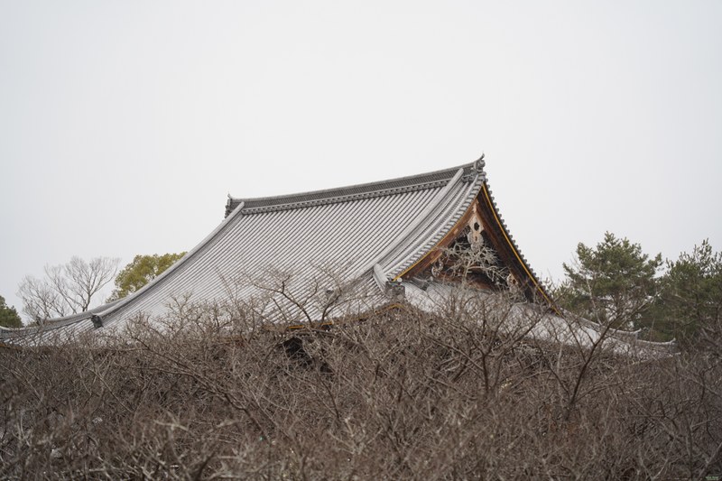 Kyoto - Ninnaji Temple - SA701574