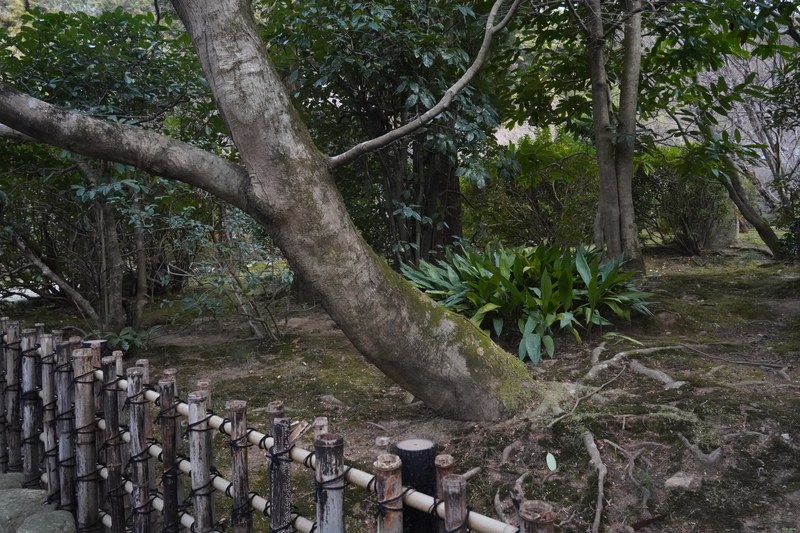 Kyoto - Ryoan-ji Temple - SA701419