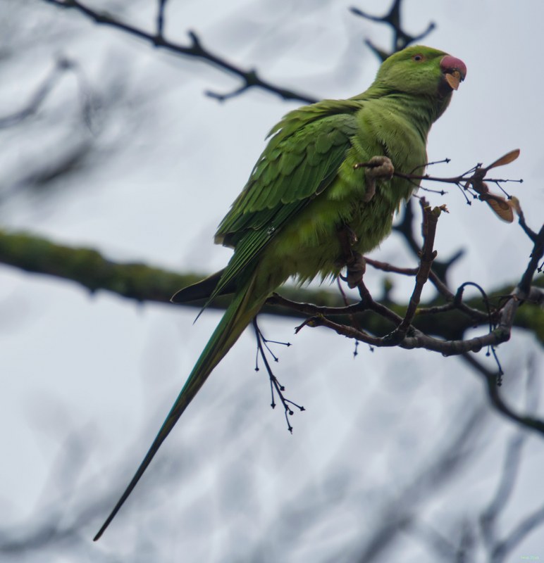 2026-01 - Parakeets In Fog - cover.SA709763.editted