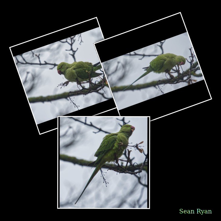 2026-01 - Parakeets In Fog