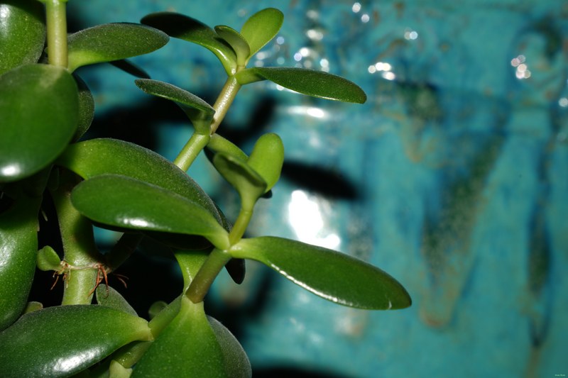 2026-02 - Still Life Workshop Den Haag - SA701919.ok