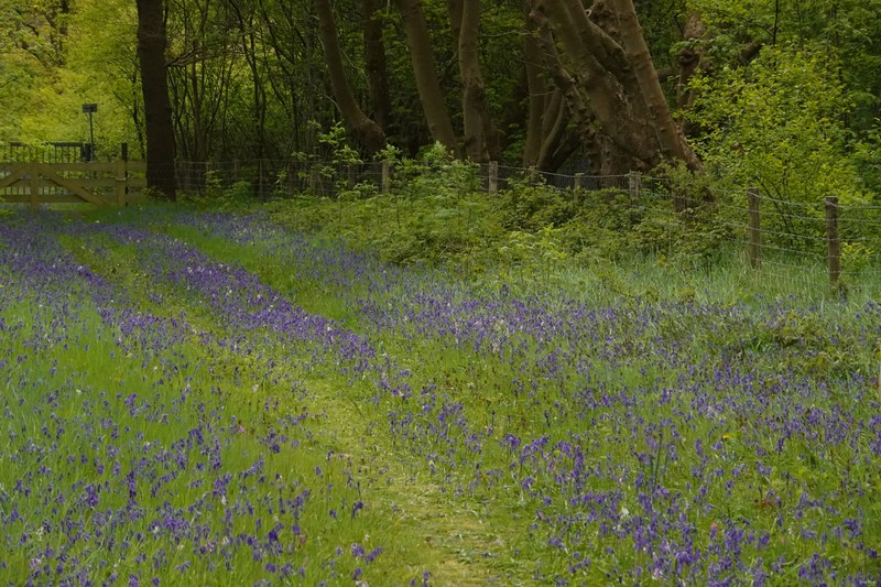 2026-04 - Ockenburgh Birds-bugs-n-bluebells - RX100463.ok