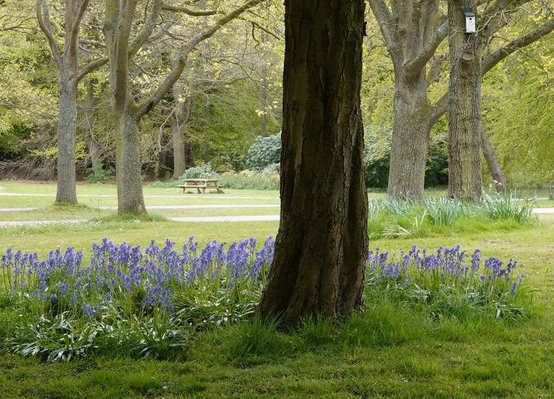 2026-04 - Ockenburgh Birds-bugs-n-bluebells - RX100486.cropped