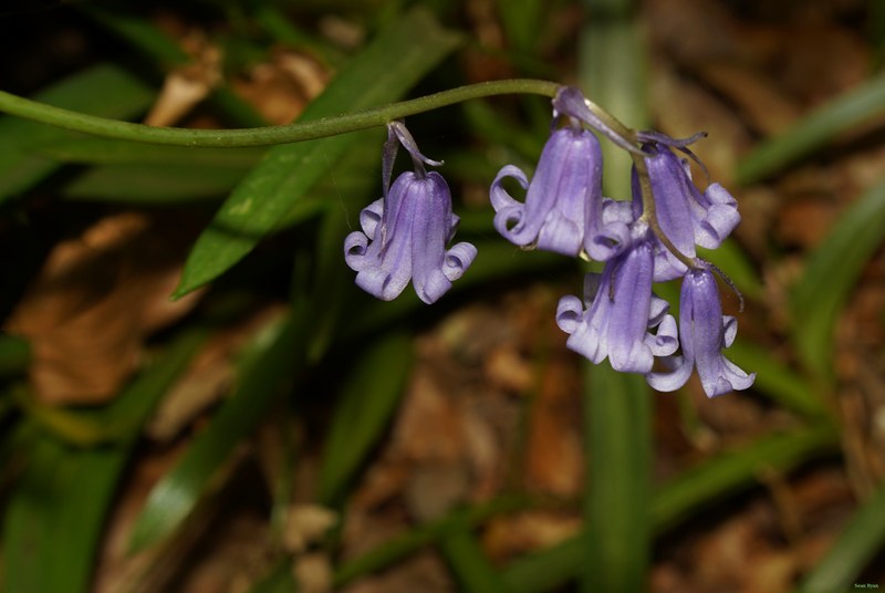 2026-04 - Ockenburgh Birds-bugs-n-bluebells - SA702051.nice.editted