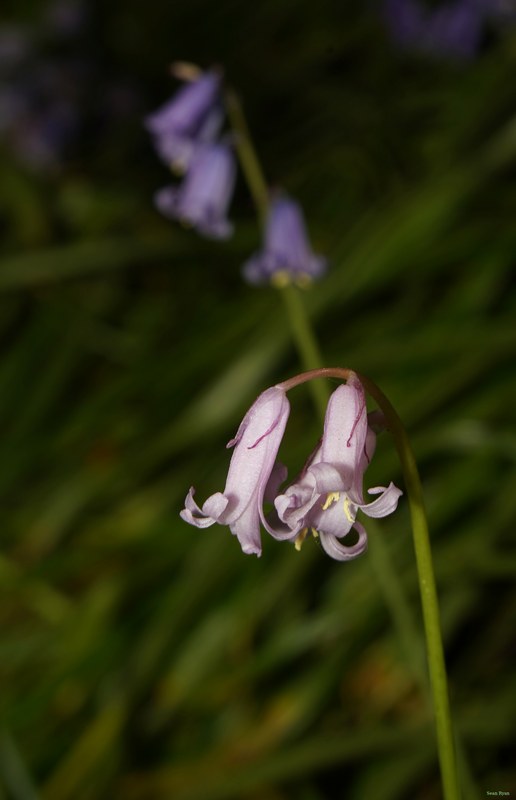 2026-04 - Ockenburgh Birds-bugs-n-bluebells - SA702052.crop.editted