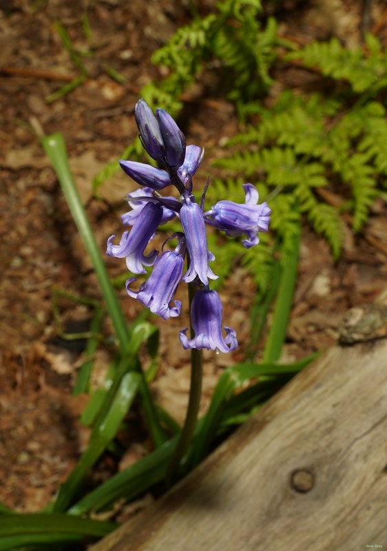 2026-04 - Ockenburgh Birds-bugs-n-bluebells - SA702060.nice.editted