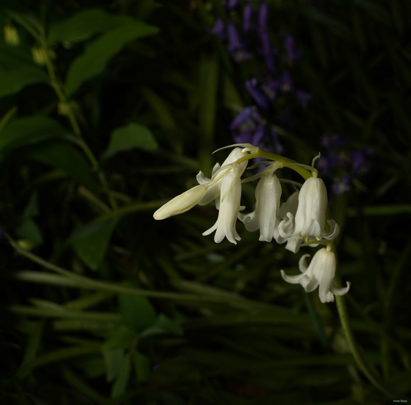 2026-04 - Ockenburgh Birds-bugs-n-bluebells - SA702067.crop.editted