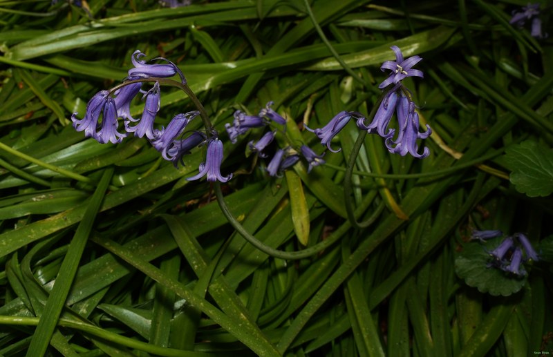 2026-04 - Ockenburgh Birds-bugs-n-bluebells - SA702069.crop.editted