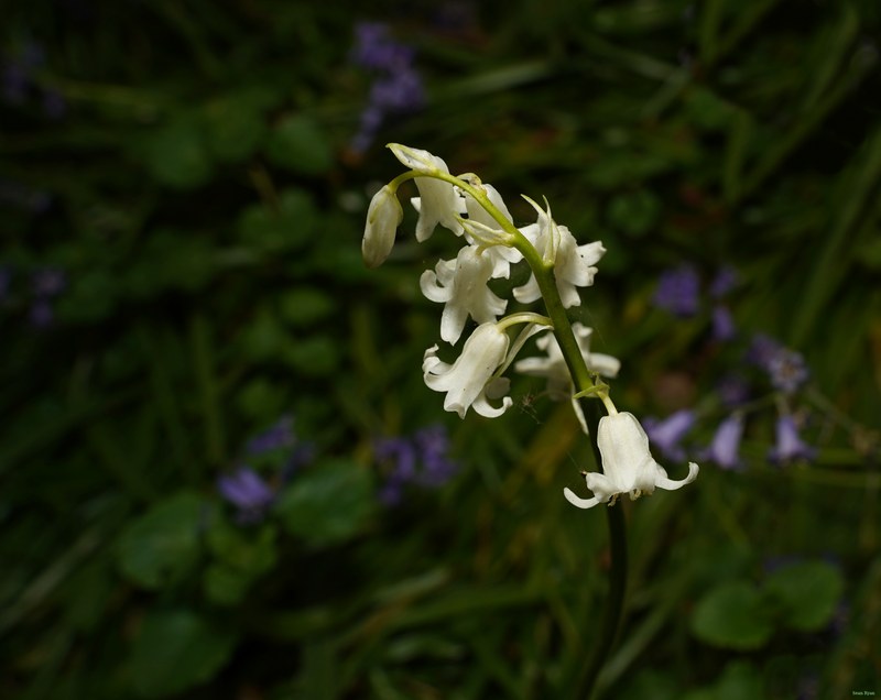 2026-04 - Ockenburgh Birds-bugs-n-bluebells - SA702077.cropped