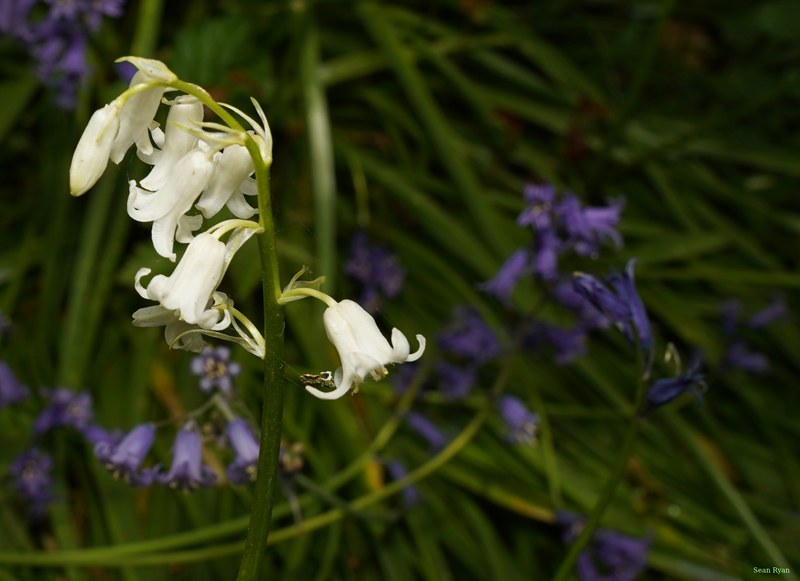 2026-04 - Ockenburgh Birds-bugs-n-bluebells - SA702087.crop.editted