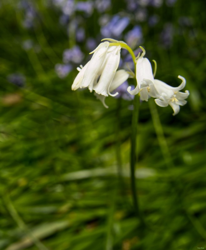 2026-04 - Ockenburgh Birds-bugs-n-bluebells - SA702096.editted