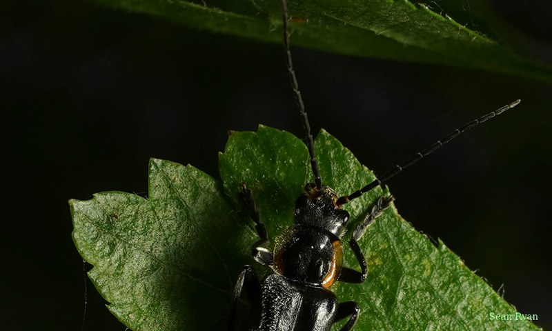 2026-04 - Ockenburgh Birds-bugs-n-bluebells - SA702101.cropped.2
