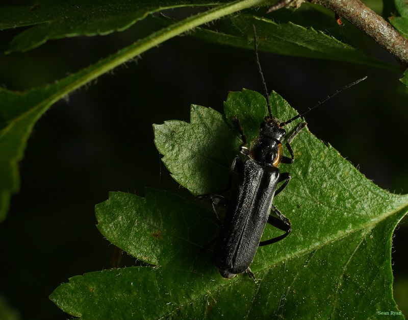 2026-04 - Ockenburgh Birds-bugs-n-bluebells - SA702101.cropped