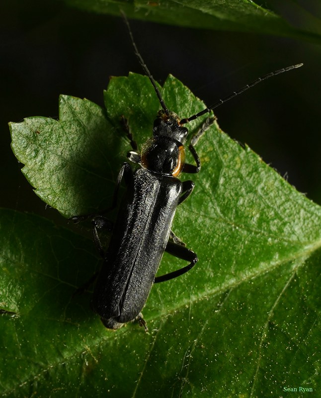Black Soldier Beetle