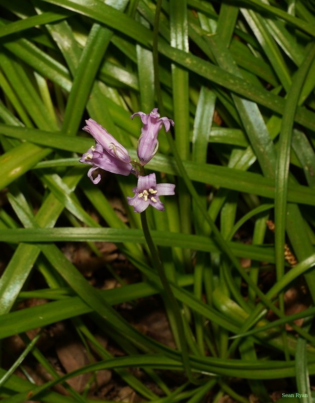 2026-04 - Ockenburgh Birds-bugs-n-bluebells - SA702103.cropped